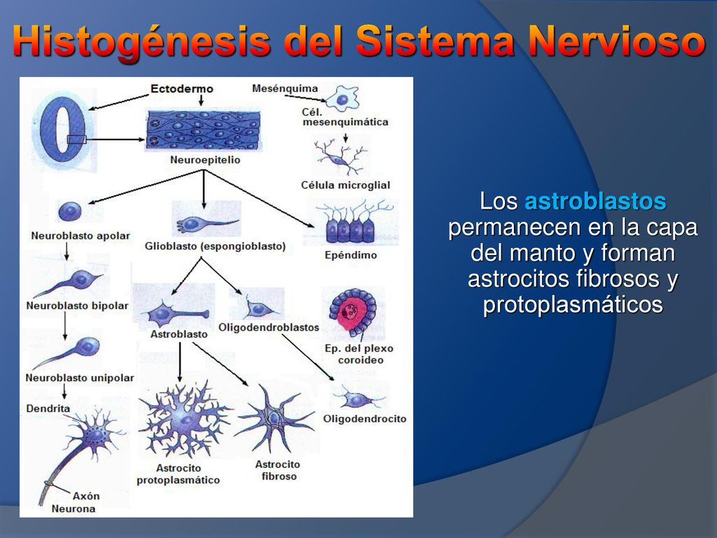 HISTOGENESIS DEL TEJIDO NERVIOSO DOWNLOAD HISTOGENESIS DEL TEJIDO NERVIOSO DOWNLOAD